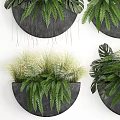 Bonsai Potted Plants With Ferns And Grasses In Black Round Wall Mounted Pots