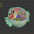 Detailed 3D Cell Organelles Structure With Internal Components And Surface Projections