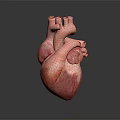 Advanced Medical Device Human Heart Anatomical Model for Medical Training and Study