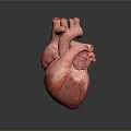 Modern Heart Human Heart Heart Anatomy 3d model