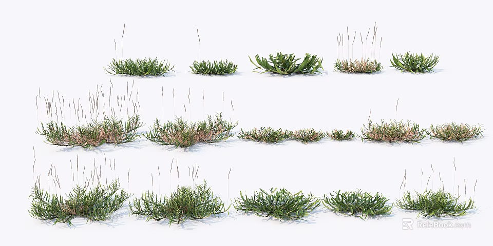 Various Green Grass Plants With Different Heights And Shapes Arranged On White Background 3d model 