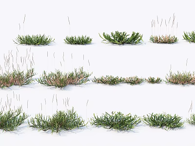 Various Green Grass Plants With Different Heights And Shapes Arranged On White Background 3d model