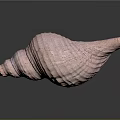 Detailed Pink Textured Conch Shell on Dark Background with Reflection