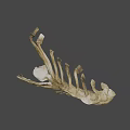 Detailed Light Brown Animal Jawbone Skeletal Specimen on Gray Background