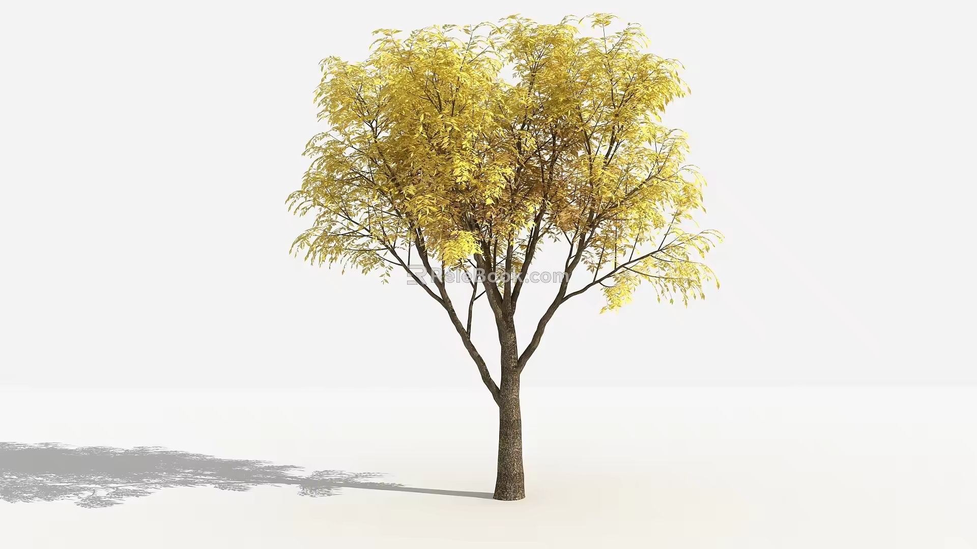 Modern tree Chinese chinensis 3d model