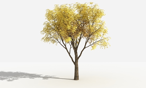 Modern tree Chinese chinensis 3d model