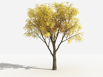 Modern tree Chinese chinensis 3d model