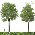 Two Tall Arbor Trees With Lush Green Leaves And Sturdy Trunks Standing Near A Person