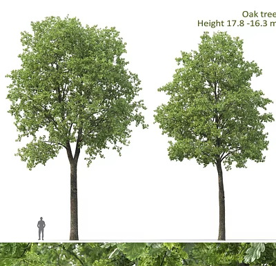 Two Tall Arbor Trees With Lush Green Leaves And Sturdy Trunks Standing Near A Person 3d model