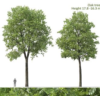 Modern Oak Landscape Tree Road Tree Arbor Street Tree Big Tree 3d model