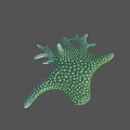 Green Starfish Aquatic Animal With Small Dots On Surface And Multiple Arms 3d model