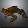Brown Toad With Red Spots Prominent Eyes And Textured Skin On Dark Background