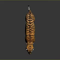 Realistic 3D Tiger Model With Orange Fur Black Stripes And Standing Posture
