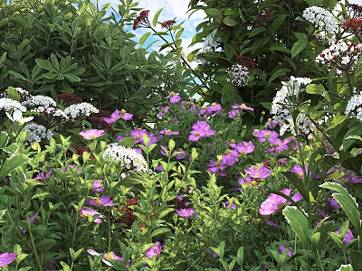 Colorful Garden Display With Blooming Purple And White Flowers And Lush Green Plants 3d model