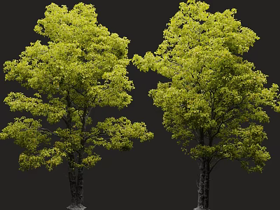 Two Green Arbor Trees With Lush Foliage And Trunks Against Black Background 3d model