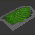 Vibrant Green Monstera Leaf Isolated On Dark Gray Background With Tropical Plant Characteristics