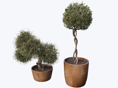 Bonsai Plants Small And Tall With Shaped Trunks In Terracotta Pots And Lush Foliage 3d model