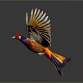 Vibrant Colored Bird Flying With Spread Wings Against Dark Background
