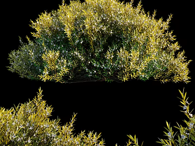 Lush Green And Yellow Leaf Shrubs With White Small Flowers In Garden 3d model