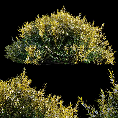 Lush Green And Yellow Leaf Shrubs With White Small Flowers In Garden 3d model