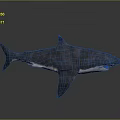 Shark 3D Model With Grayish Blue Body Open Mouth Fins And Tail On Gray Background