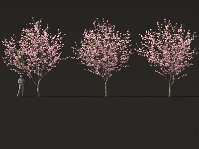 Three Tall Flowering Trees with Pink Blossoms and a Human Figure 3d model