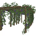 Wooden Pergola Covered With Green Vines And Purple Grapes In Garden