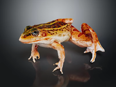 Vibrant Orange And Brown Spotted Frog Standing On Shiny Smooth Surface 3d model