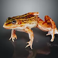 Vibrant Orange And Brown Spotted Frog Standing On Shiny Smooth Surface 3d model