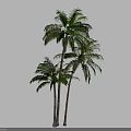 Tall Tropical Palm Trees With Slender Trunks And Lush Green Fronds