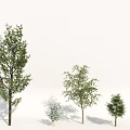 Arbor Trees In Various Sizes With Green Foliage And Trunks On White Background 3d model