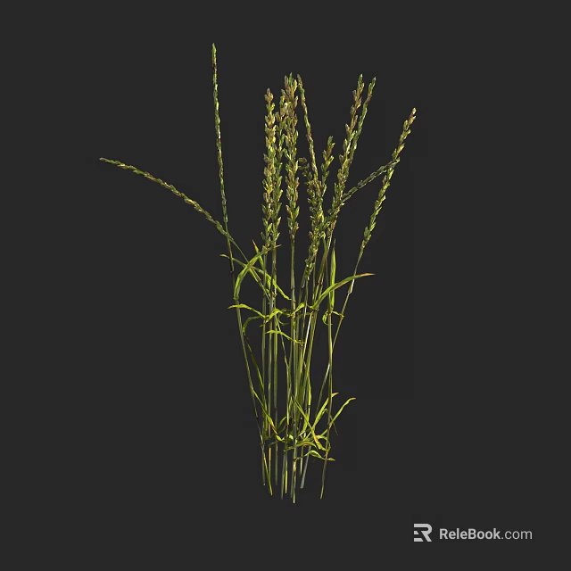 Fresh Green Ornamental Grass With Long Stems And Thin Leaves 3d model 