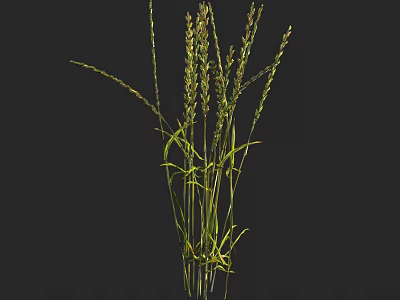 Fresh Green Ornamental Grass With Long Stems And Thin Leaves 3d model