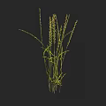 Fresh Green Ornamental Grass With Long Stems And Thin Leaves