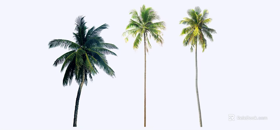 Three Tall Tropical Palm Trees With Green Fronds And Straight Trunks 3d model 