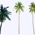 Three Tall Tropical Palm Trees With Green Fronds And Straight Trunks