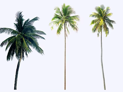 Three Tall Tropical Palm Trees With Green Fronds And Straight Trunks 3d model