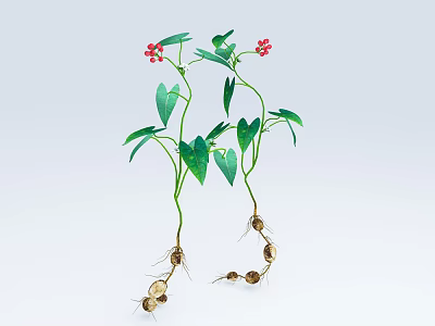 Green Leafy Plants With Red Flowers And Tuberous Roots On Light Background 3d model