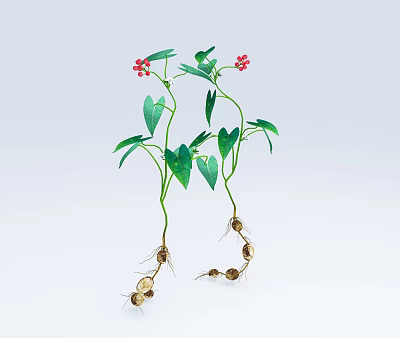 Green Leafy Plants With Red Flowers And Tuberous Roots On Light Background 3d model