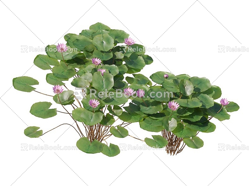 lotus water lily flower white water lily lotus water lotus lotus lotus lotus flower lotus lotus flower lotus flower water cheese floating plants aquatic plants algae aquatic plants 3d model