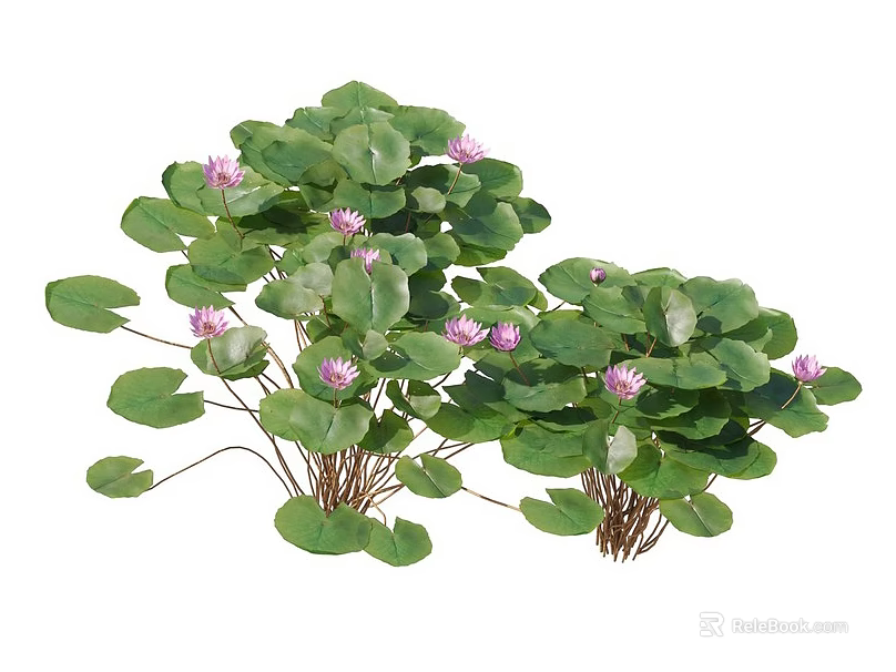 Lush Aquatic Plants With Green Round Leaves And Pink Blooming Flowers 3d model 