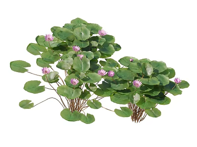 Lush Aquatic Plants With Green Round Leaves And Pink Blooming Flowers 3d model