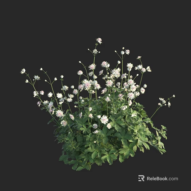 Green Plants with White and Pink Small Flowers and Slender Stems Against Black Background 3d model 