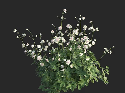 Green Plants with White and Pink Small Flowers and Slender Stems Against Black Background 3d model