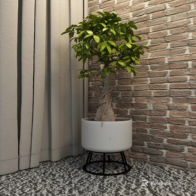 Bonsai Plant in White Pot with Black Stand Against Brick Wall and Curtain 3d model 