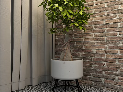 Bonsai Plant in White Pot with Black Stand Against Brick Wall and Curtain 3d model