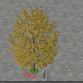Dove Tree Davidia involucrata Standing On Paved Square With Person Figure For Scale