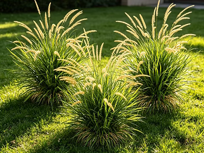 Ornamental Grass With Green Leaves And White Plumes In Sunlit Green Lawn 3d model