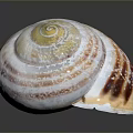 Vibrant Striped Marine Seashell Featuring White Orange Brown Spiral Pattern On Dark Background