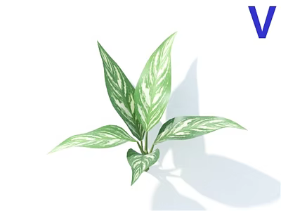 Variegated Green and White Leaves Potted Bonsai Plant with Fresh Healthy Foliage 3d model